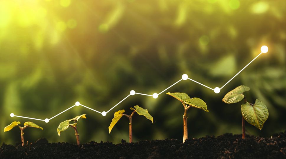Green | plants | leaves | sustainable